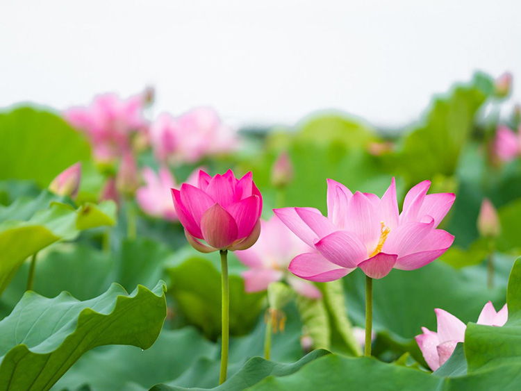 Vì sao hoa sen là quốc hoa của Việt Nam?