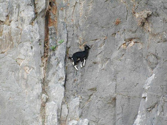 Vì sao loài dê có thể đứng trên vách núi đá dựng đứng?
