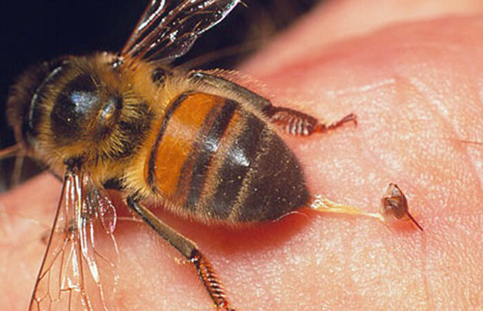 Vì sao ong mật bị chết sau khi chúng đốt người?