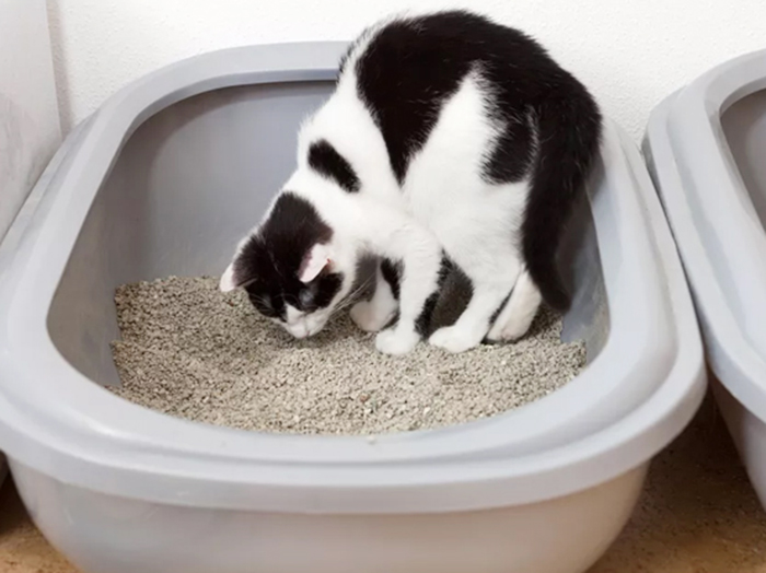 Vì sao mèo giấu phân sau khi đi vệ sinh xong?
