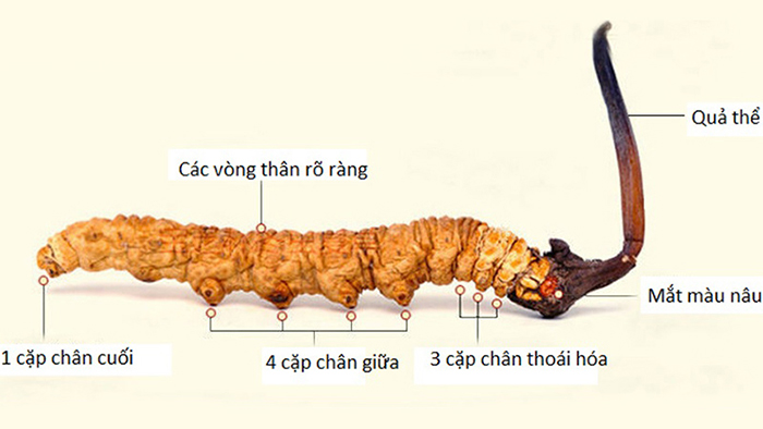 Vì sao gọi là Đông Trùng Hạ Thảo? Công dụng của nó là gì?